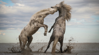 You Need These Award-Winning Nature Photos Right Now